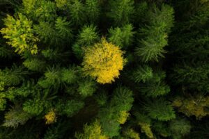 Husqvarna Pilarka akumulatorowa 225i Husqvarna Pilarka akumulatorowa 225i