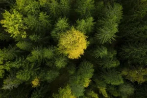 HUSQVARNA Pilarka Akumulatorowa 225i HUSQVARNA Pilarka Akumulatorowa 225i