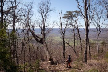 Husqvarna Pilarka spalinowa 585