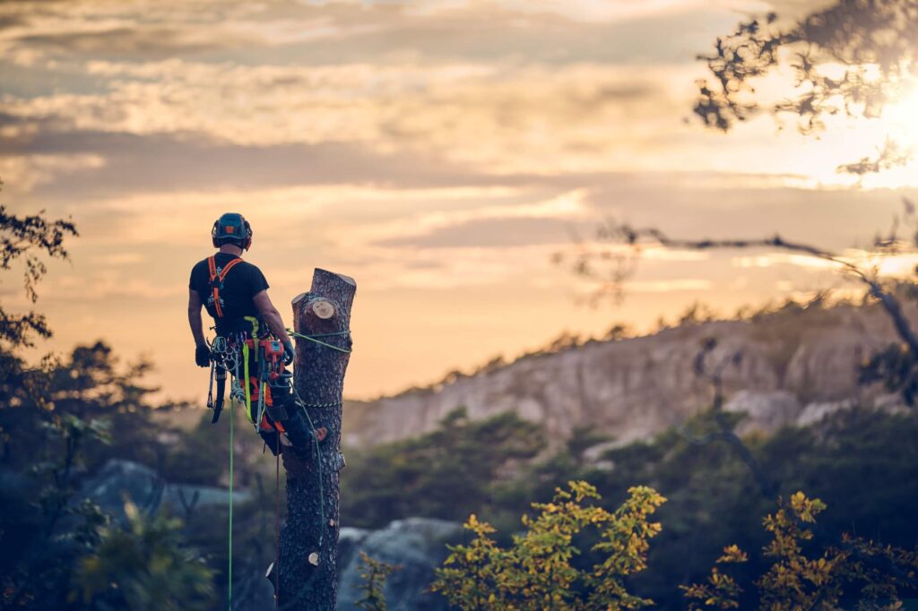 Husqvarna Pilarka spalinowa T540 XP® Mark III Husqvarna Pilarka spalinowa T540 XP® Mark III